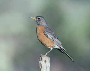 turdus-migratorius-robin-american-bird_85_thumb